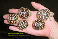 Clutch of beautiful Indian Star babies hatched by myself in 2007.